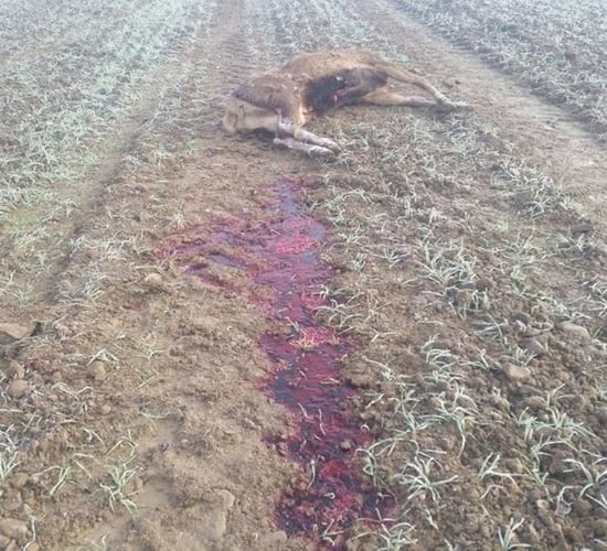 Two red deer found shot by poachers on protected lands