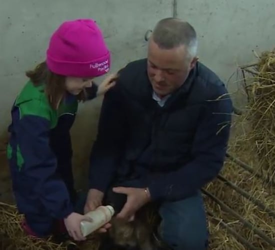 A farmer busy with lambing and calving to feature on Ear to the Ground