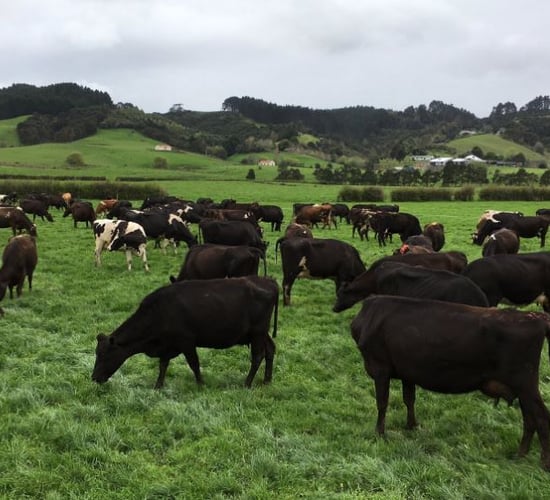 A 15-year journey - From Co. Monaghan to milking 480 cows in New Zealand