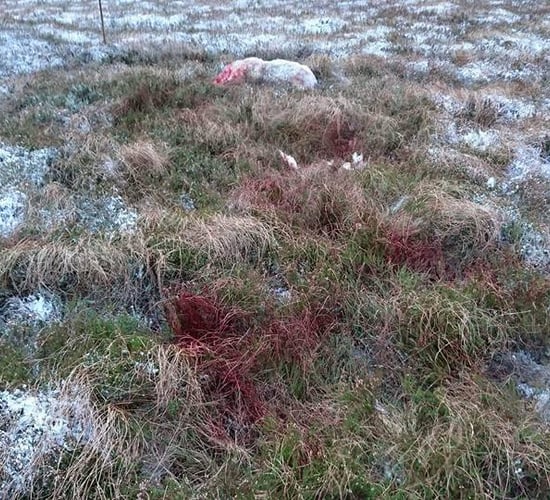 Graphic content: Sheep mauled and killed in the southeast