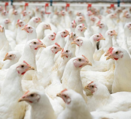 How can you be penalised if you fail to confine your poultry?