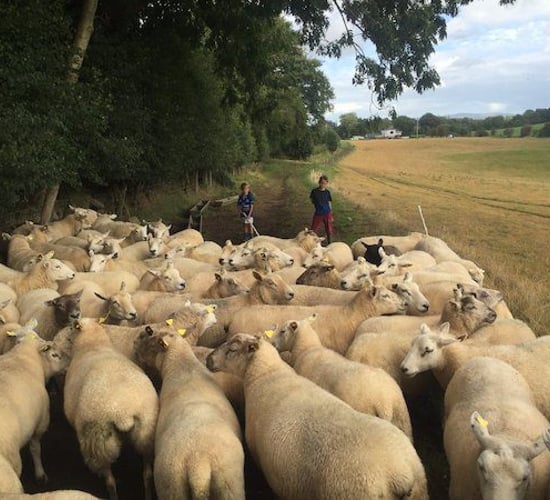 'Highly prolific flock' of 200 ewes to be sold in dispersal sale