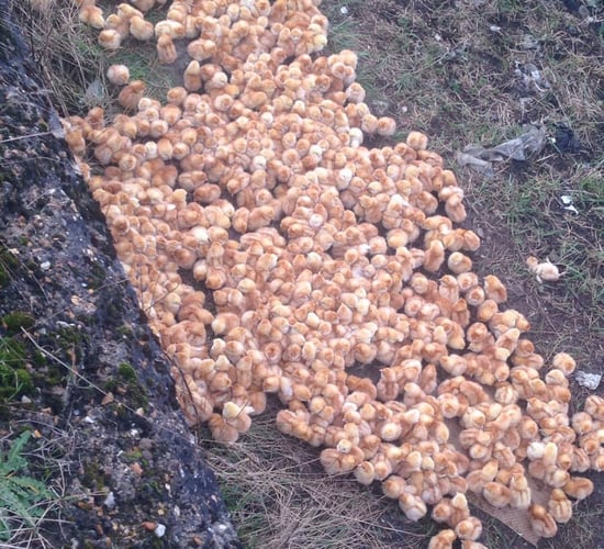 Video: 1,000 abandoned chicks 'put to sleep' in the UK due to bird flu risk