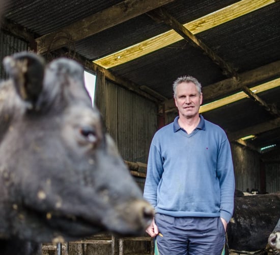 Executing a championship style game plan when making the switch to crossbred cows