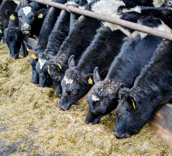 Key management tips for wintering in-calf heifers