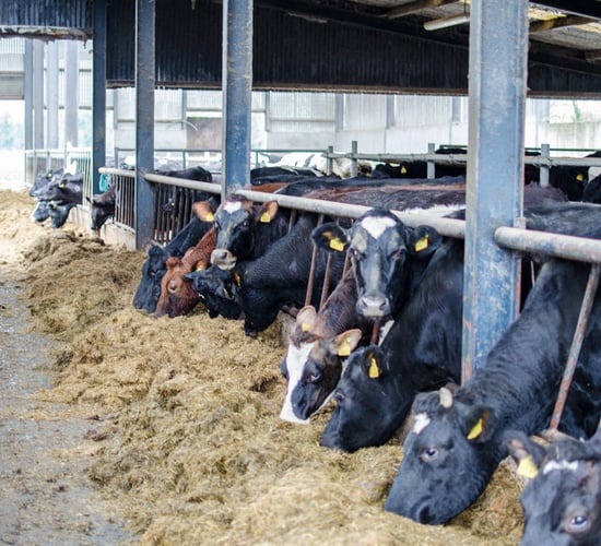 Crossbreeding: 'It was either change the cow or change the system'