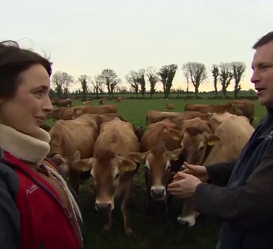 Video: Meet the owner of Ireland's largest herd of pedigree Jersey cows