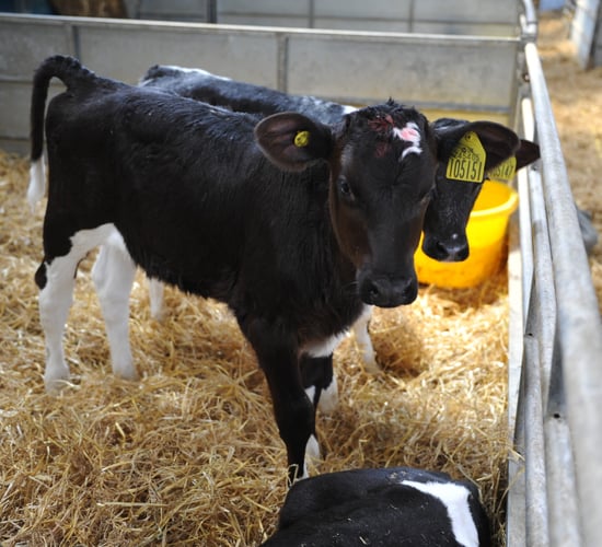 Calf housing critical for best performance of dairy herd