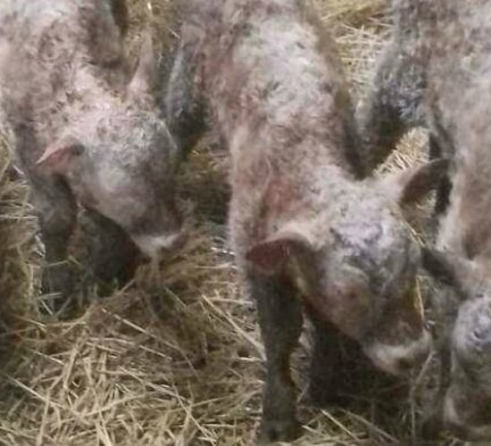 Farmer left dumbfounded after birth of quadruplet heifer calves