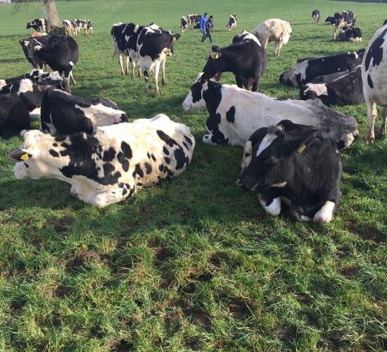 Getting cows out to grass a top priority for Longford dairy partnership