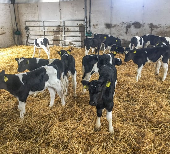 Calf rearing: 5 key areas that warrant your attention