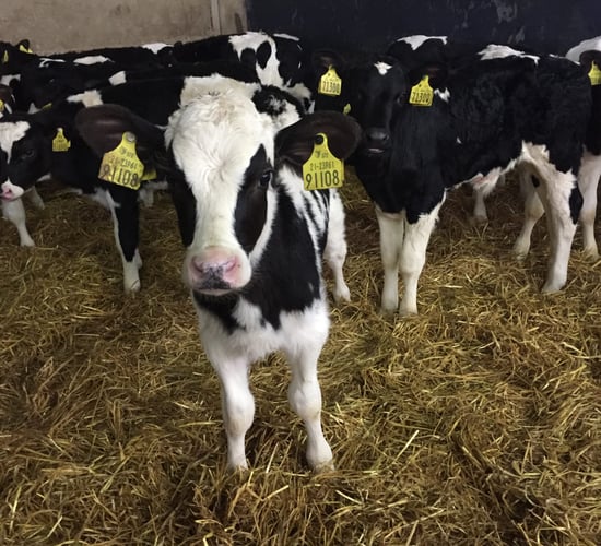 Video: Nearly 300 Holstein Friesian bull calves depart for Spain