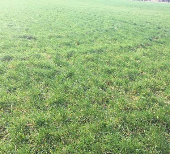 Dairy advice: Managing spring reseeded paddocks