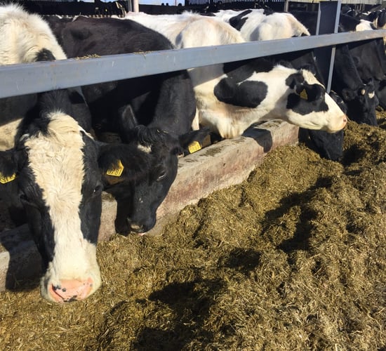 Organic dairy conversion delivering the goods in Offaly