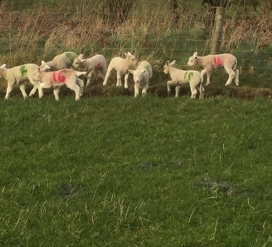 'Once you see the signs of coccidiosis the damage has been done'