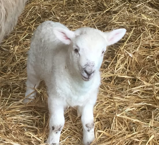 Schmallenberg outbreaks on the increase in England