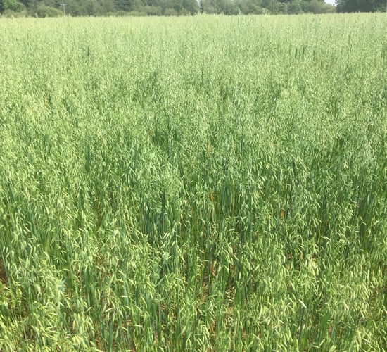 'Now is the time to treat barley and oat crops for mildew'