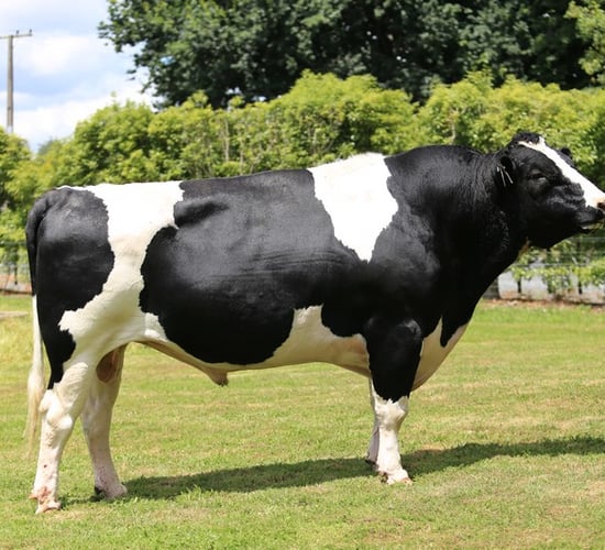 What genetics does LIC have to offer to Irish farmers in 2017?