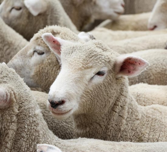 Strong New Zealand lamb and mutton prices expected in 2018-2019