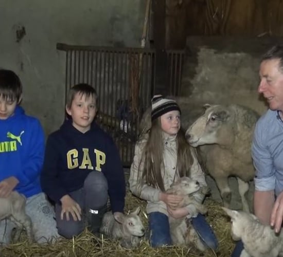Video: Sheep farmer welcomes quadruplets following tough year
