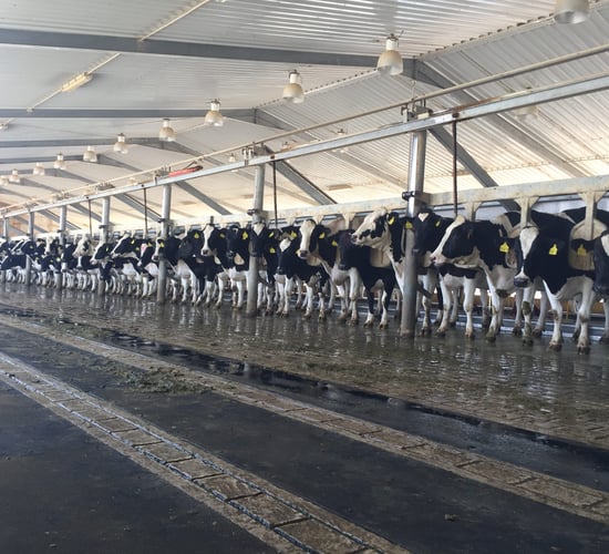 Pics: Milking 22,500 cows in the Saudi Arabian desert