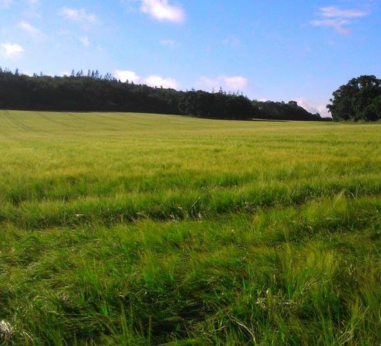 Falling farm income forces farmer to diversify into brewery venture