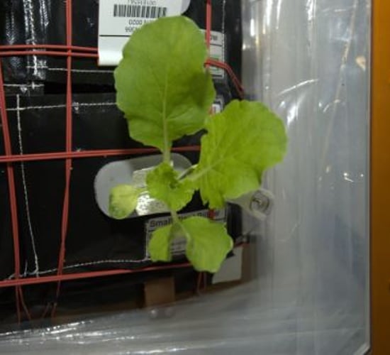 Astronauts have grown cabbage on the International Space Station