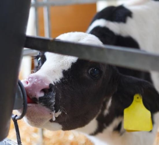 New transition milk replacer plugs important gap in calf nutrition