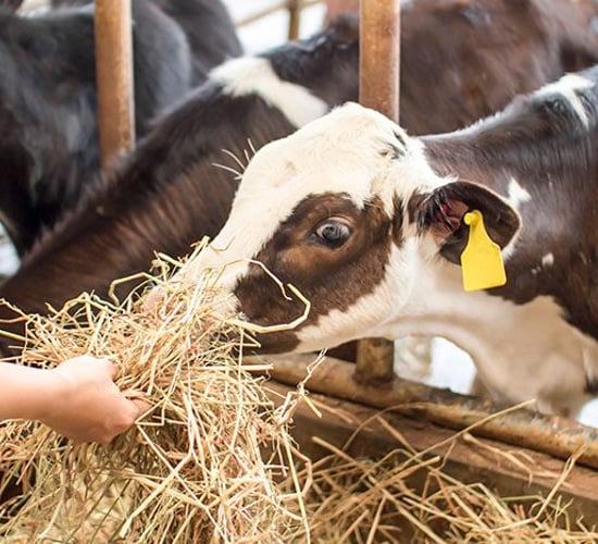 What has Ireland's newest cattle tag supplier to offer farmers?