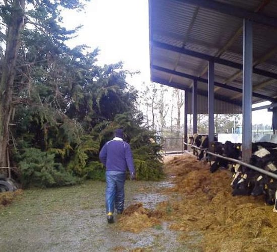 Pics: Orange weather warning issued as Storm Doris hits Irish farms