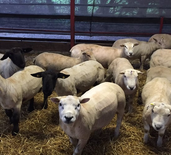 Discounted sheep genotyping available to pedigree breeders