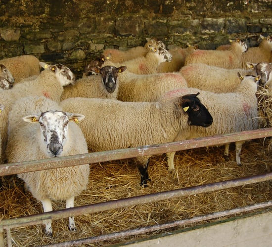 Sheep Welfare Scheme applications forms to arrive early in the new year