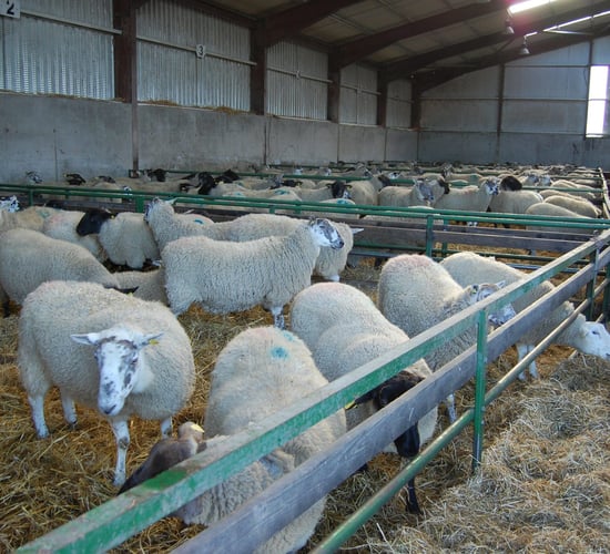 Have you enough space to house your ewes for the breeding season?