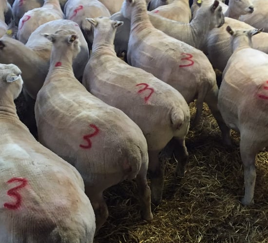 Late pregnancy nutrition: Have you tested your silage?