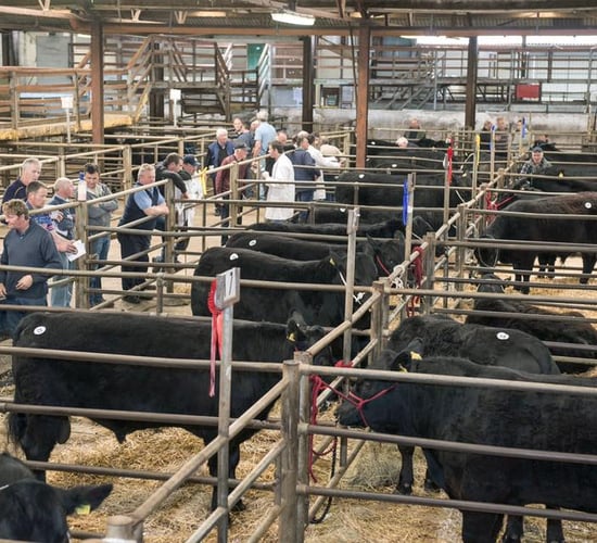 Angus on the up: Munster show and sale on next week