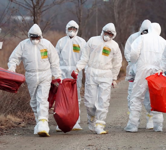More severe strain of bird flu wreaks havoc in China