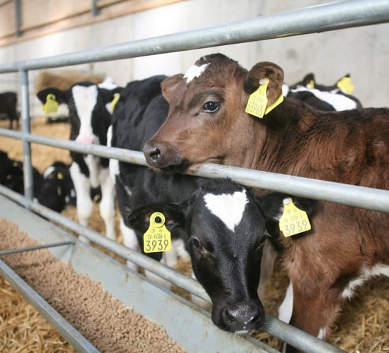 Stena Line still awaiting approval to carry calves for live export