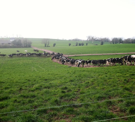 'Farmers need to be proactive about lameness'