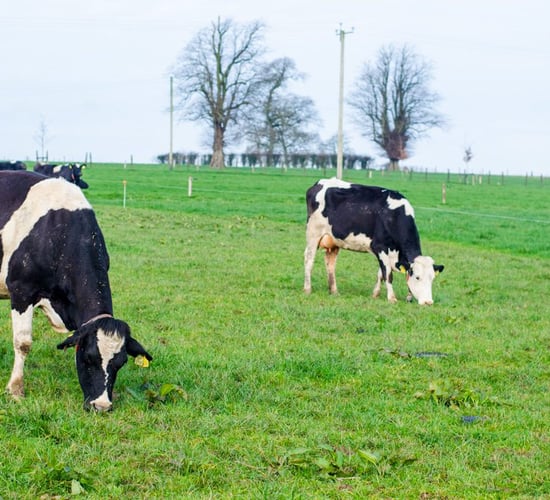 Video: ABCD robotic grazing put to the test under Irish conditions