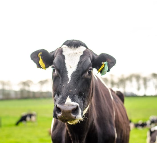 Grass growth: An ideal finish to a tough year of grazing