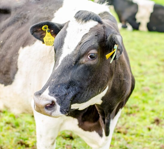 Video: Using on-off grazing to get cows out to grass