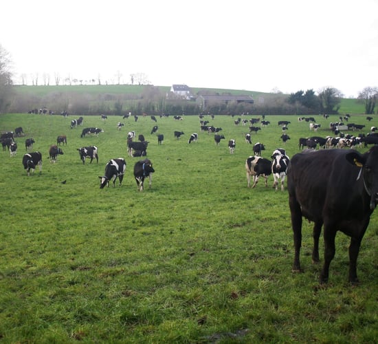 Grass growth: The much needed rain is set to return