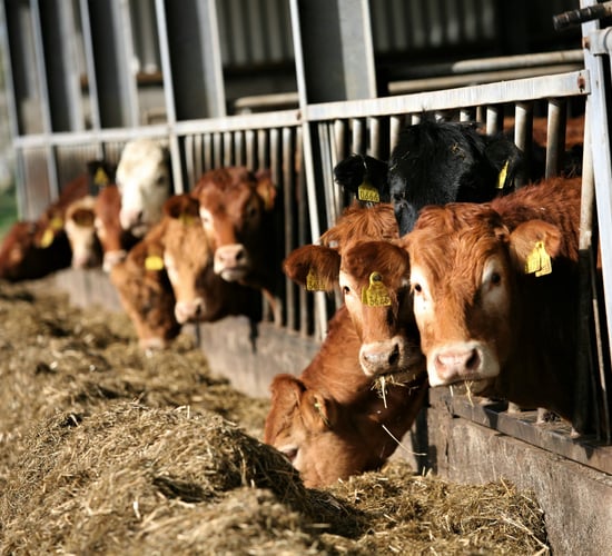 'Rip roaring' mart trade for beef anticipated