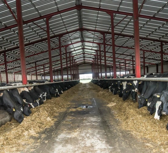 Hurling to Holsteins: Kilkenny Brothers install a heating system with a difference from Flogas
