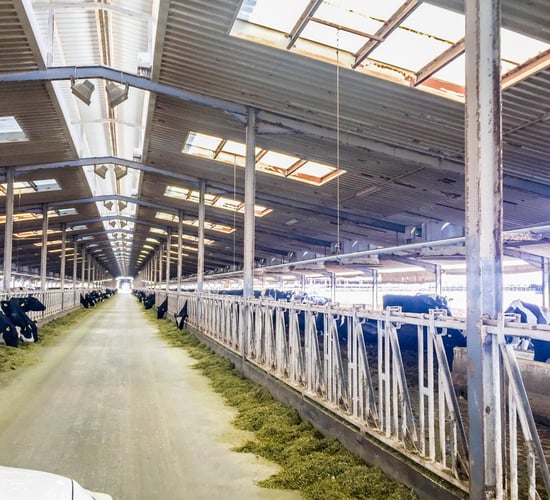 Video: The dairy farm in the desert producing 11 litres of milk every second
