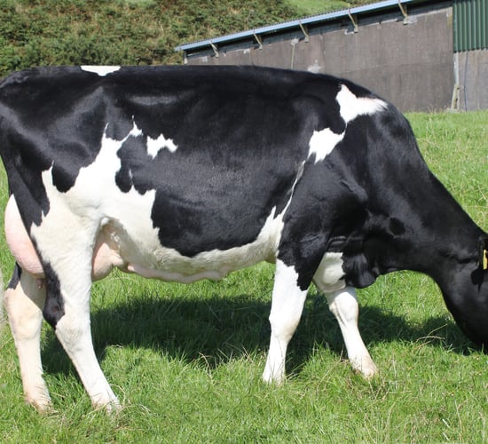 Combining genetics, herd health and compact calving on a Co. Kerry dairy farm