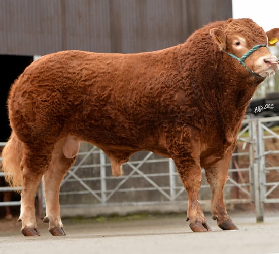 Pics: Spring 2017 Gene Ireland bull team rolled out