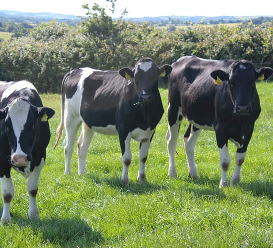 ICOS: Trends in dairy herd replacements a 'serious wake-up call'