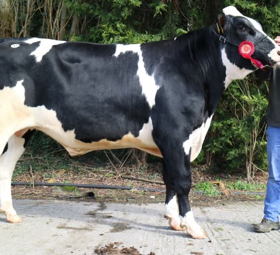 Mountfarna Rangler takes top price at IHFA Premier bull sale