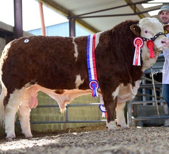 'Go Go Dancer' fetches €8,700 at Simmental Premier Sale